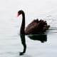 StrategyDriven Risk Management Article | Black Swan