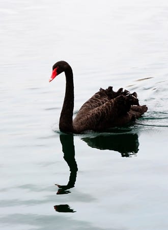 StrategyDriven Risk Management Article | Black Swan
