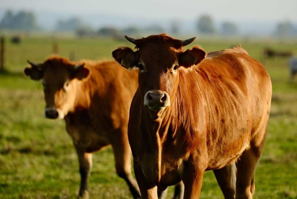 Protecting What Matters Most: Safeguarding High-Value Agricultural Assets | StrategyDriven Risk Management Article