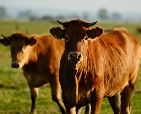 Protecting What Matters Most: Safeguarding High-Value Agricultural Assets | StrategyDriven Risk Management Article