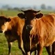 Protecting What Matters Most: Safeguarding High-Value Agricultural Assets | StrategyDriven Risk Management Article
