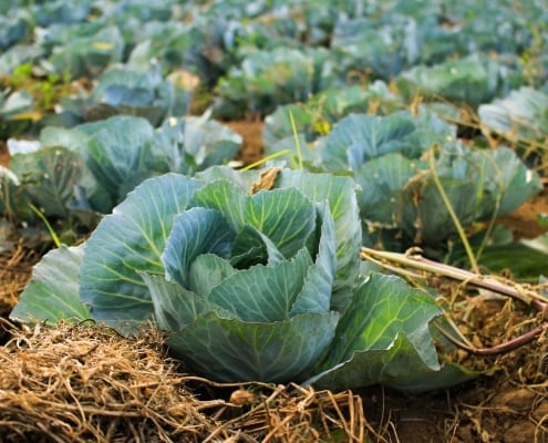 StrategyDriven Strategic Planning Article | 4 Principles Guiding My Company’s Mission to Make Fresh Organic Meals Accessible for Everyone