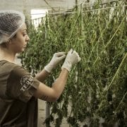 StrategyDriven Risk Management Article |Insurance for Cannabis Companies|4 Types of Insurance for Cannabis Companies: Do You Know the Hidden Traps of the Industry?